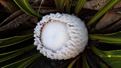 Protea cryophila
