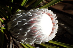 Protea cryophila