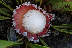 Protea cryophila