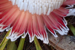 Protea cryophila