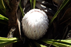 Protea cryophila