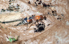 Psorthaspis legata