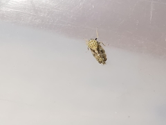 Errastunus ocellaris