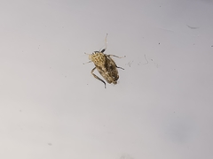 Errastunus ocellaris