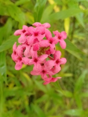 Arachnothryx leucophylla