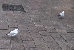 Chroicocephalus ridibundus