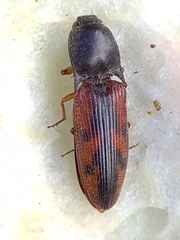 Conoderus scalaris