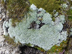 Chionocharis hookeri