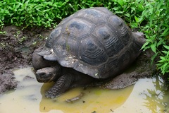 Charles Island Giant Tortoise photo 3
