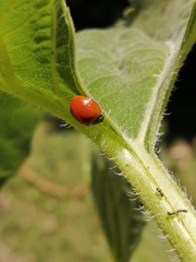 Cycloneda sanguinea