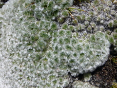 Chionocharis hookeri