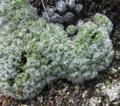 Chionocharis hookeri