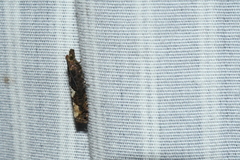 Epinotia trigonella