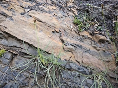 Tragopogon graminifolius
