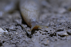 Tandonia pageti