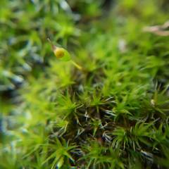 Grimmia longirostris