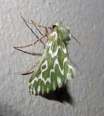 Drepanogynis bifasciata