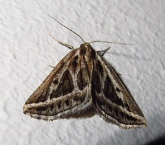 Pseudomaenas honiballi