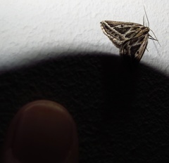 Pseudomaenas honiballi