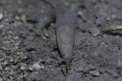 Tandonia pageti