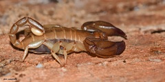 Euscorpius candiota
