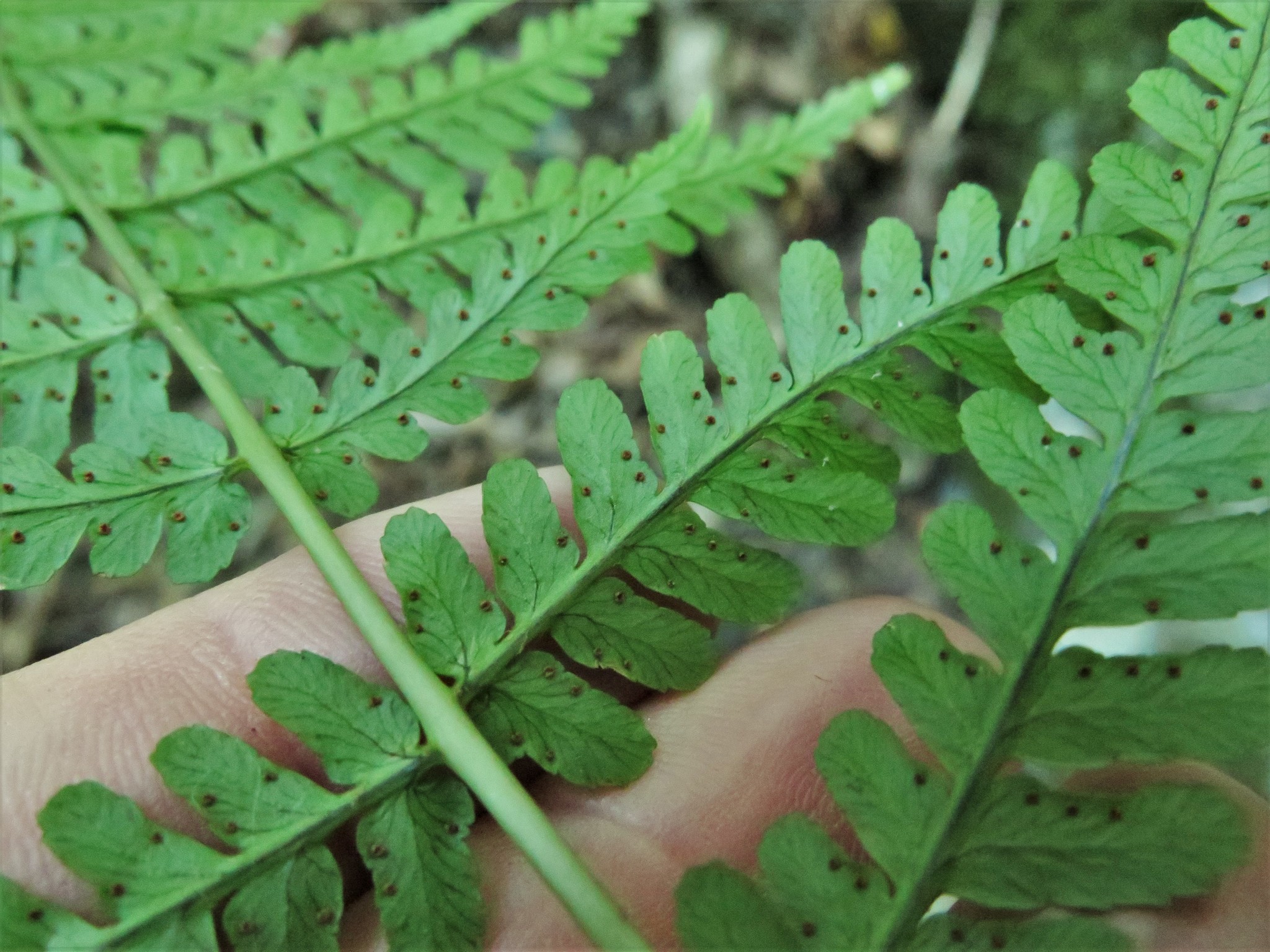 Dryopteris X leedsii