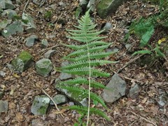 Dryopteris × leedsii