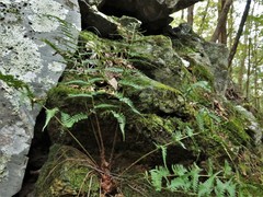 Dryopteris × leedsii