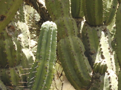 Cereus stenogonus