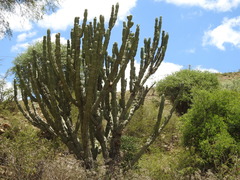 Cereus stenogonus