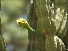 Cereus stenogonus
