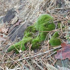 Grimmia longirostris