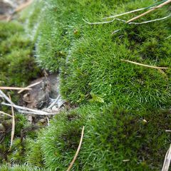 Grimmia longirostris