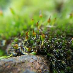 Grimmia longirostris