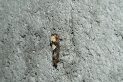 Epinotia trigonella