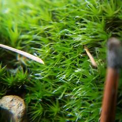 Grimmia longirostris