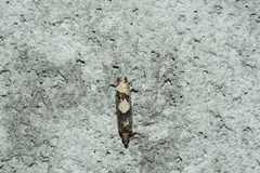 Epinotia trigonella