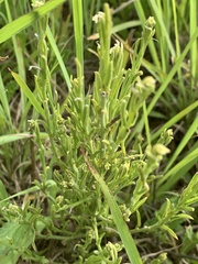 Ipomoea oenotheroides
