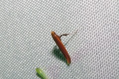 Caloptilia invariabilis