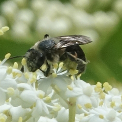 Andrena