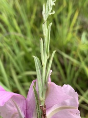 Ipomoea oenotheroides