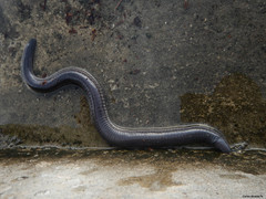 Dermophis mexicanus