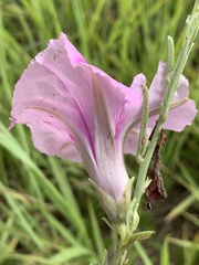 Ipomoea oenotheroides