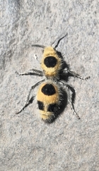 Dasymutilla cressoni