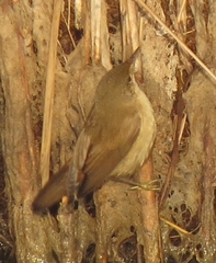 Acrocephalus scirpaceus