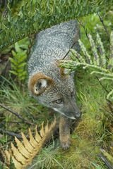 Lycalopex fulvipes