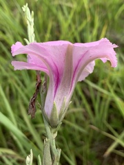 Ipomoea oenotheroides