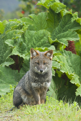Lycalopex fulvipes