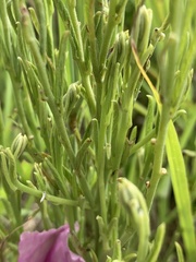 Ipomoea oenotheroides