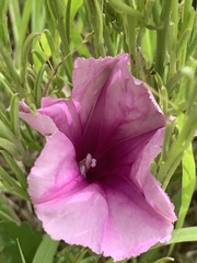 Ipomoea oenotheroides
